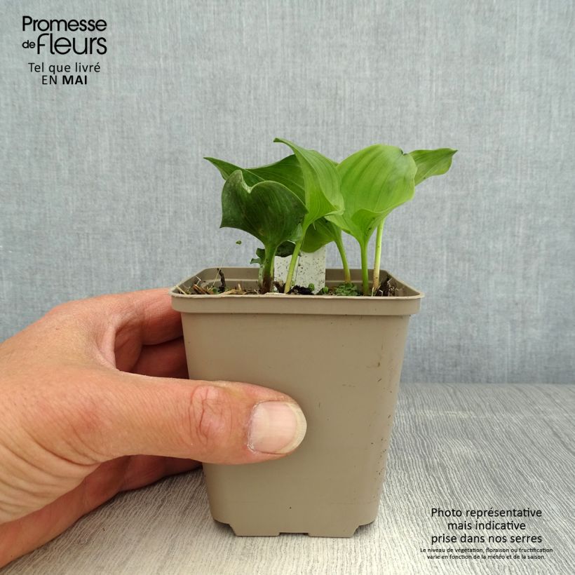 Spécimen de Maianthemum kamtschaticum Godet de 8/9 cm tel que livré au printemps