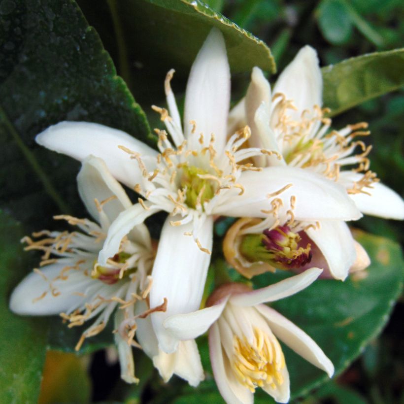 Main de Bouddha - Citrus medica var. sarcodactylis (Floraison)