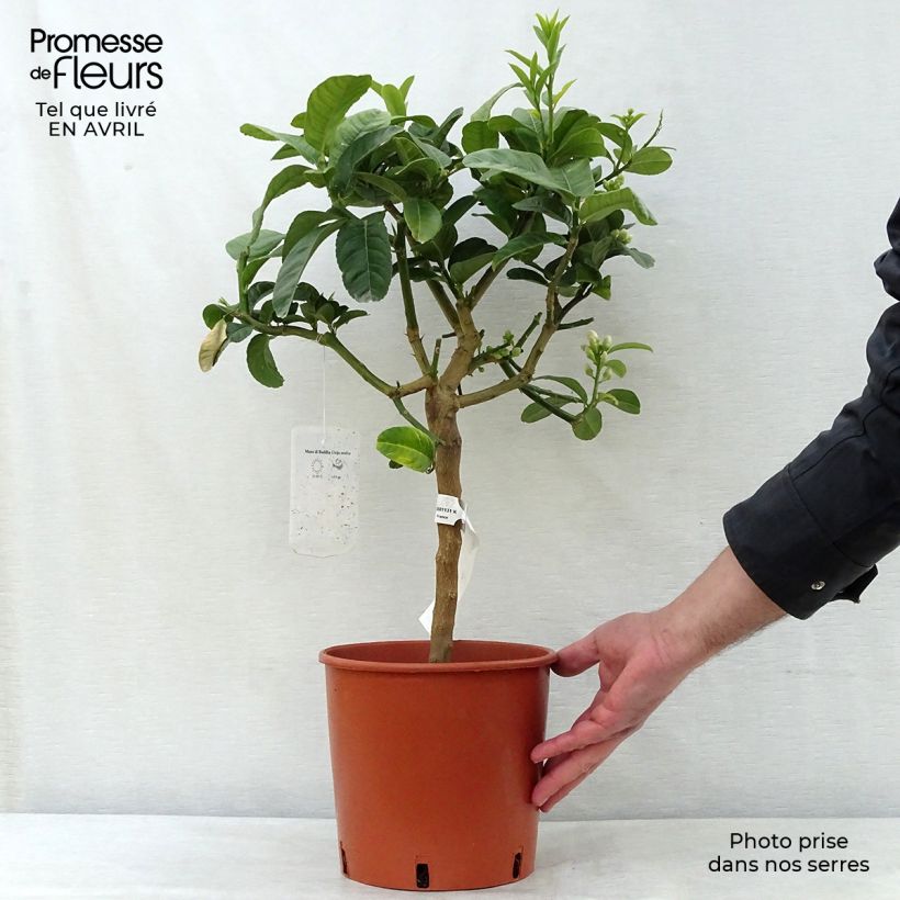 Spécimen de Main de Bouddha - Citrus medica var. sarcodactylis Pot de 4L/5L tel que livré au printemps