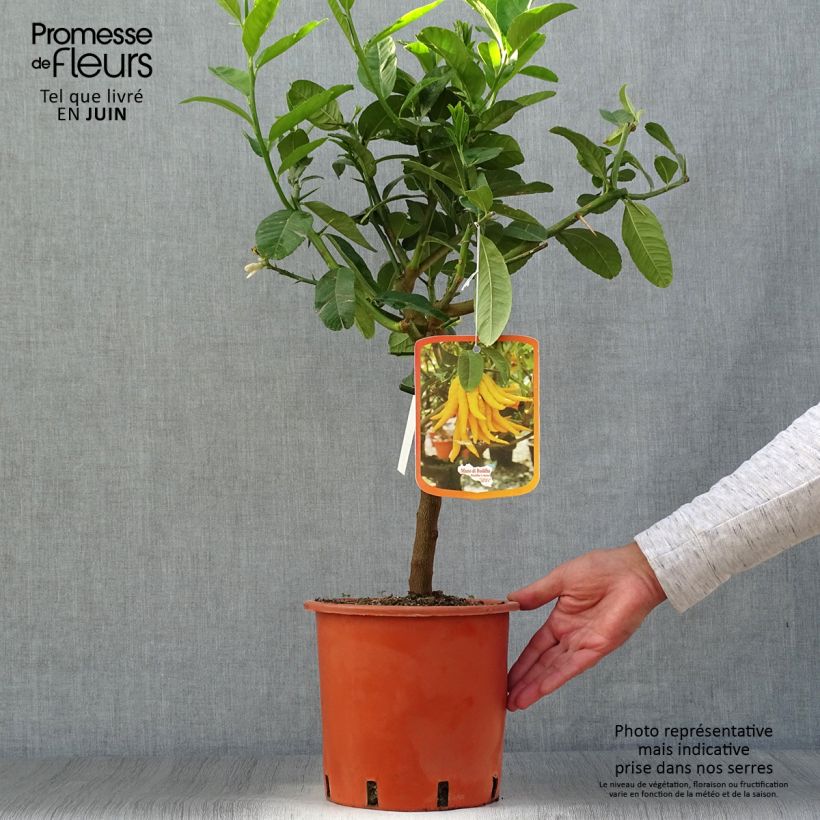 Spécimen de Main de Bouddha - Citrus medica var. sarcodactylis Pot de 4L/5L, 1/4 de tige tel que livré en été