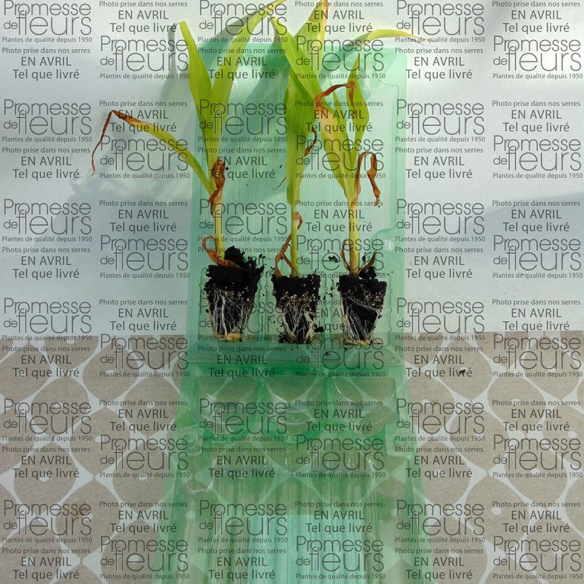 Exemple de spécimen de Maïs doux Bimbo F1 en plants Mini-motte 4 cm tel que livré
