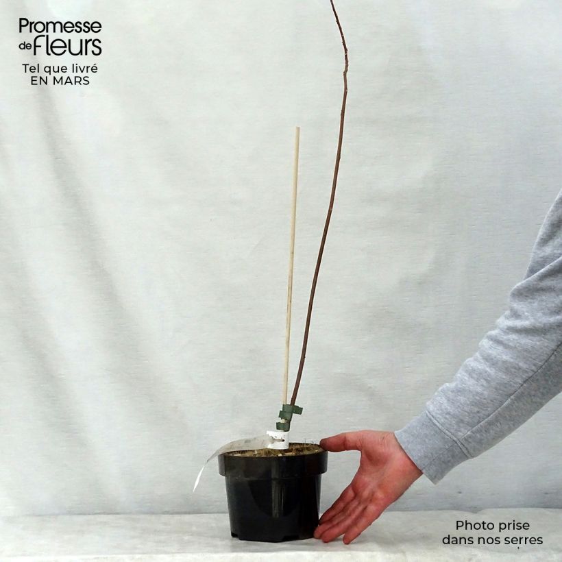 Spécimen de Mallotus japonicus Pot de 2L/3L tel que livré au printemps