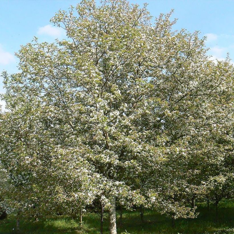 Malus Comtesse De Paris - Pommier d'ornement (Port)