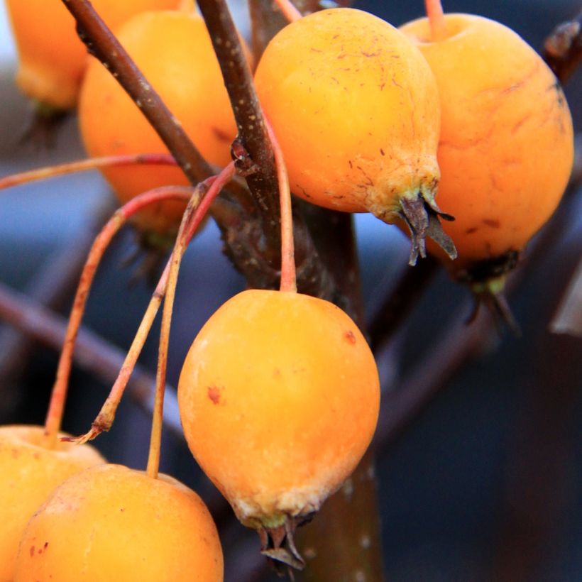 Malus Comtesse De Paris - Pommier d'ornement (Récolte)