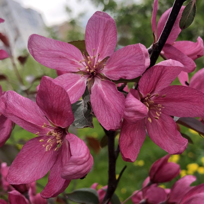 Pommier d'ornement - Malus Diable Rouge (Floraison)