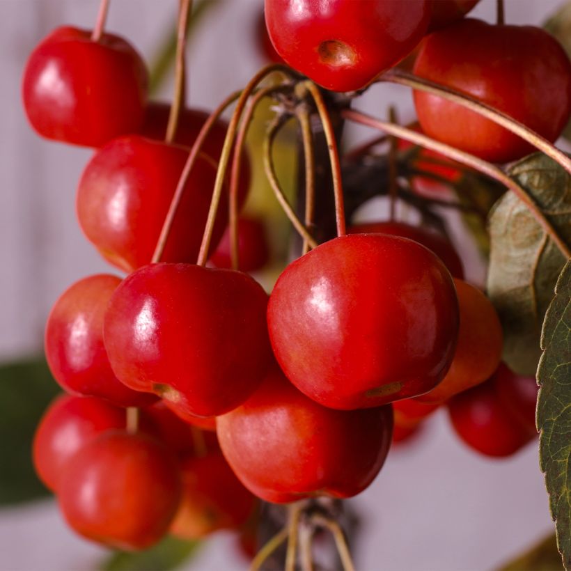 Pommier d'ornement - Malus Diable Rouge (Récolte)