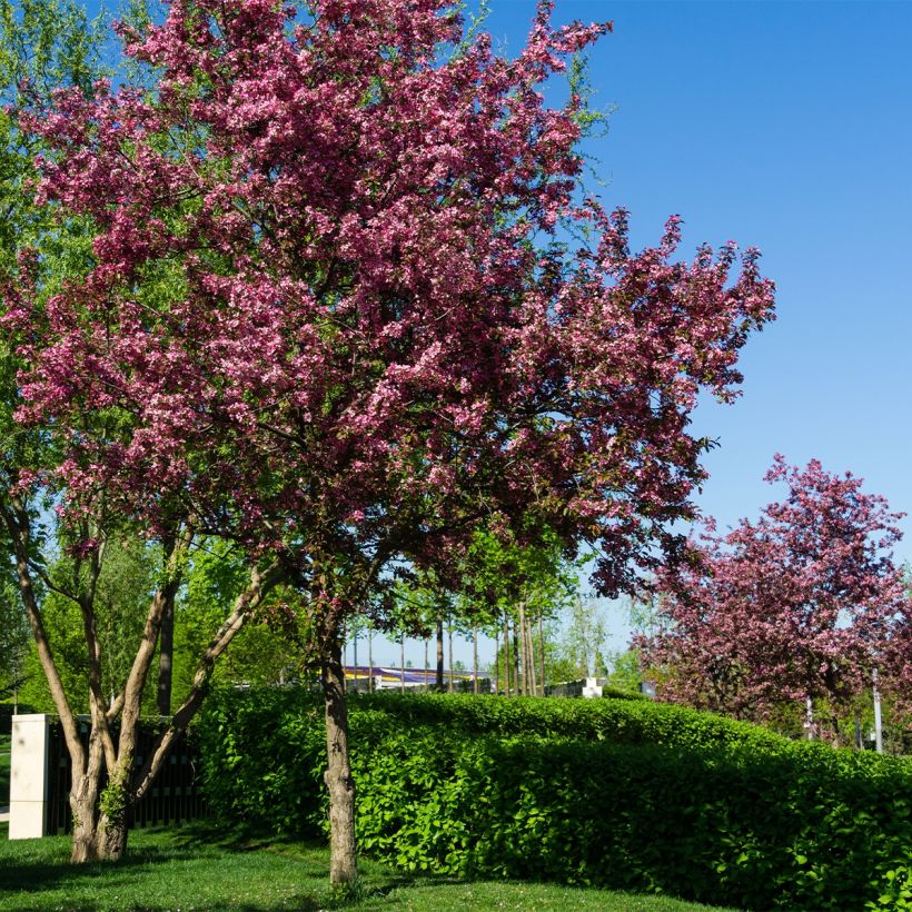 Pommier d'ornement - Malus Diable Rouge (Port)