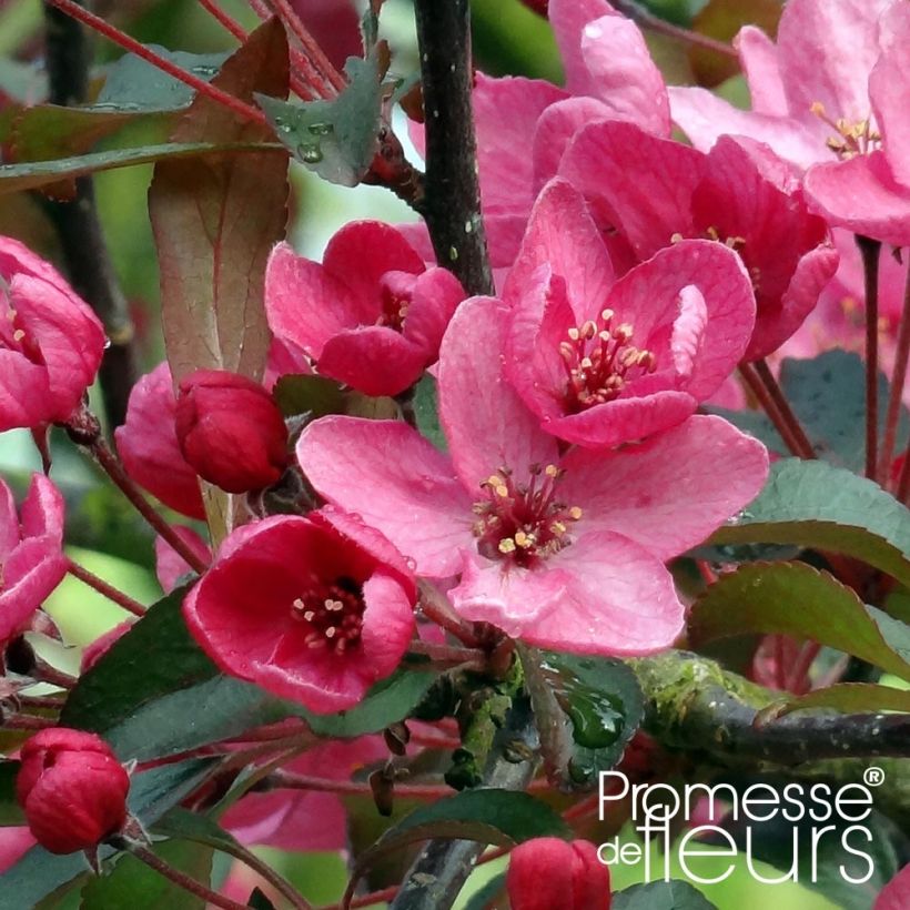 Pommier d'ornement - Malus Liset (Floraison)