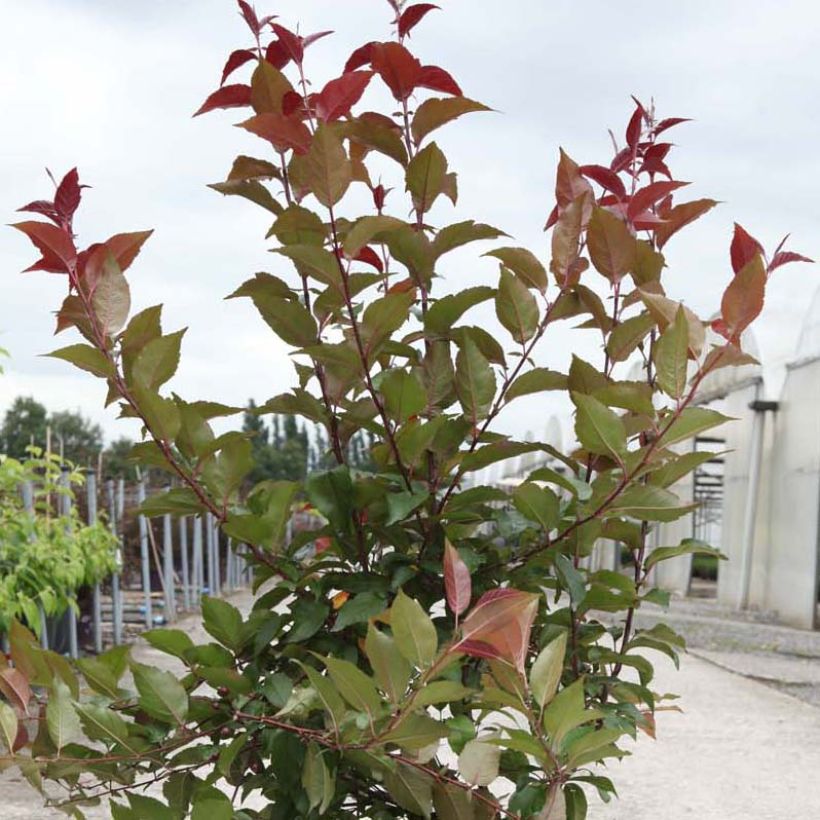 Pommier d'ornement - Malus Prairiefire (Feuillage)