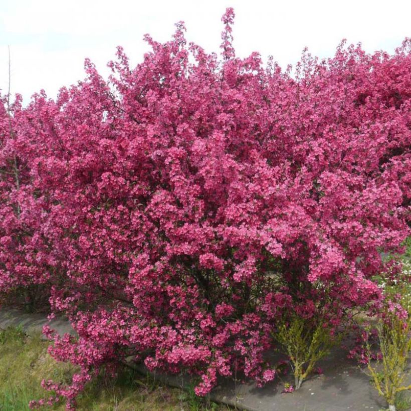 Pommier d'ornement - Malus Prairiefire (Port)