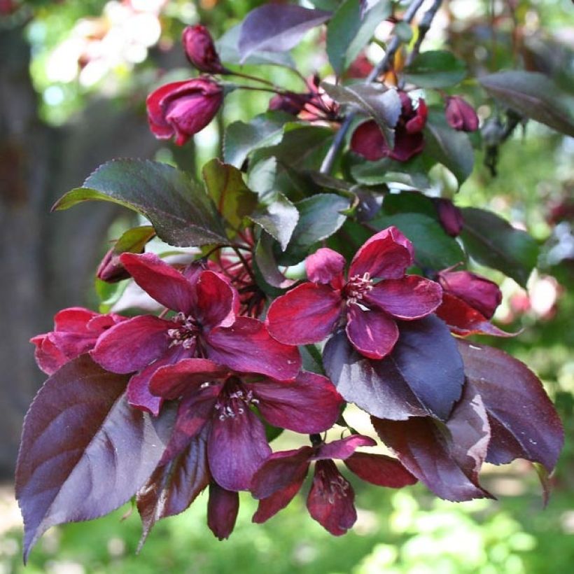 Pommier d'ornement - Malus Royalty (Feuillage)