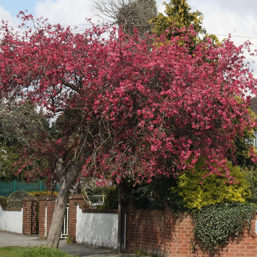 Pommier d'ornement - Malus Royalty (Port)