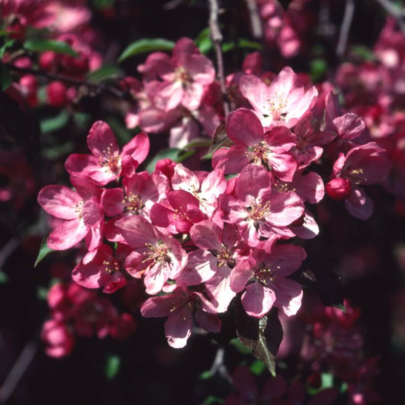 Pommier d'ornement - Malus Rudolph (Floraison)