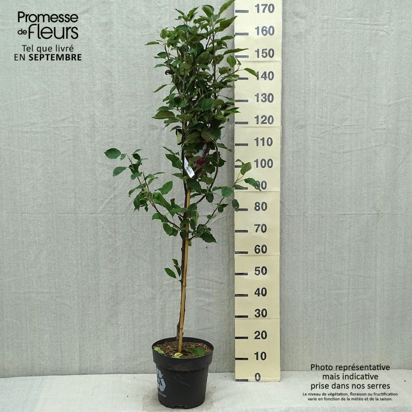 Spécimen de Pommier Ingrid Marie Pot de 7,5L/10L tel que livré en automne
