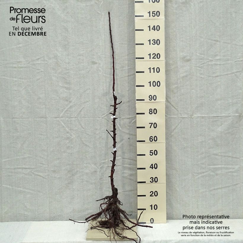 Spécimen de Pommier colonnaire Chenonceau - Georges Delbard  tel que livré en hiver
