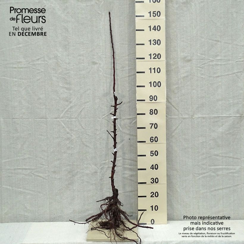 Spécimen de Pommier colonnaire Chenonceau - Georges Delbard  Grandes Racines nues, ColonnaireHauteur livrée env. 70/100cm tel que livré en hiver