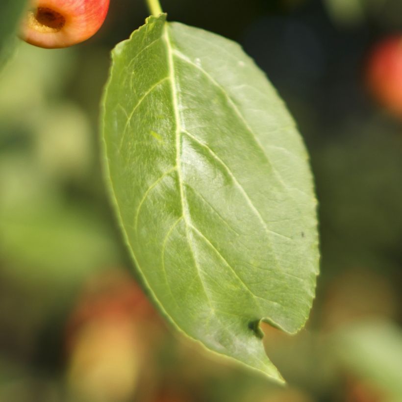 Pommier d'ornement - Malus Red Jewel (Feuillage)