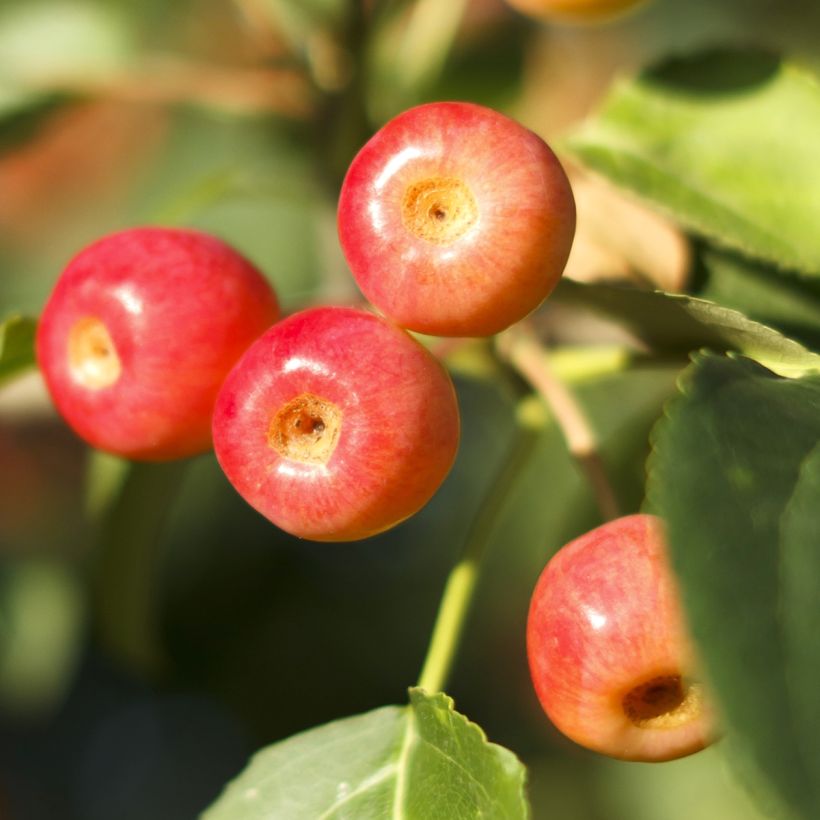 Pommier d'ornement - Malus Red Jewel (Récolte)