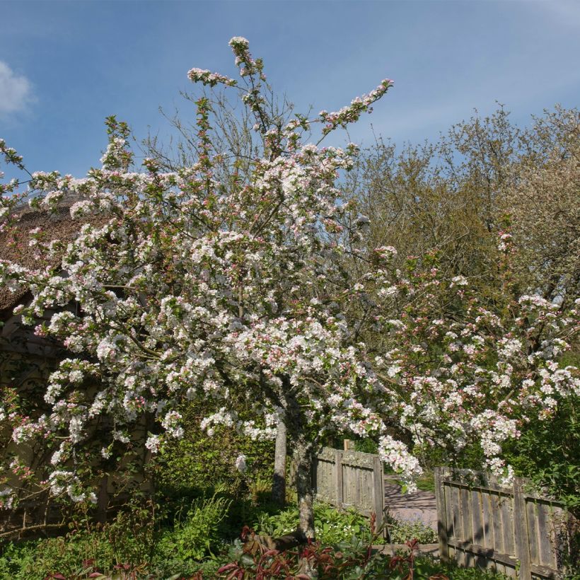 Pommier d'ornement - Malus Red Jewel (Port)