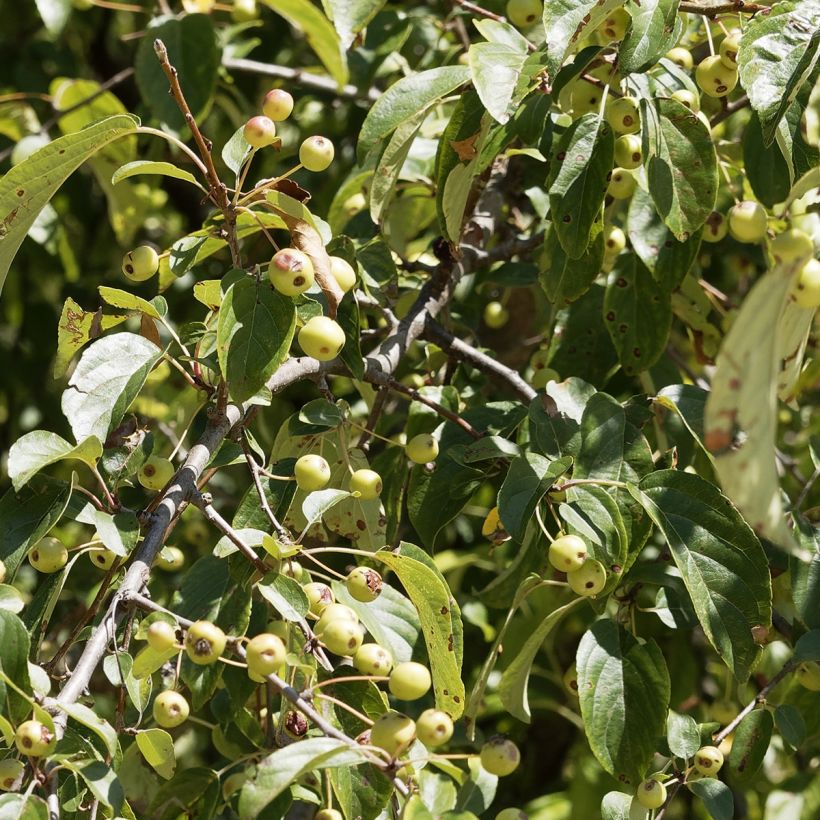 Malus Yellow Siberian - Pommier d'ornement (Feuillage)