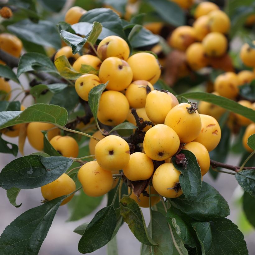 Malus Yellow Siberian - Pommier d'ornement (Récolte)