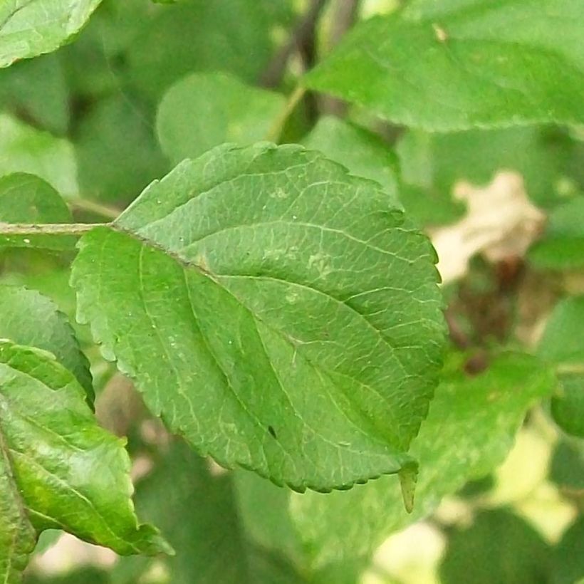 Malus sylvestris - Pommier sauvage (Feuillage)