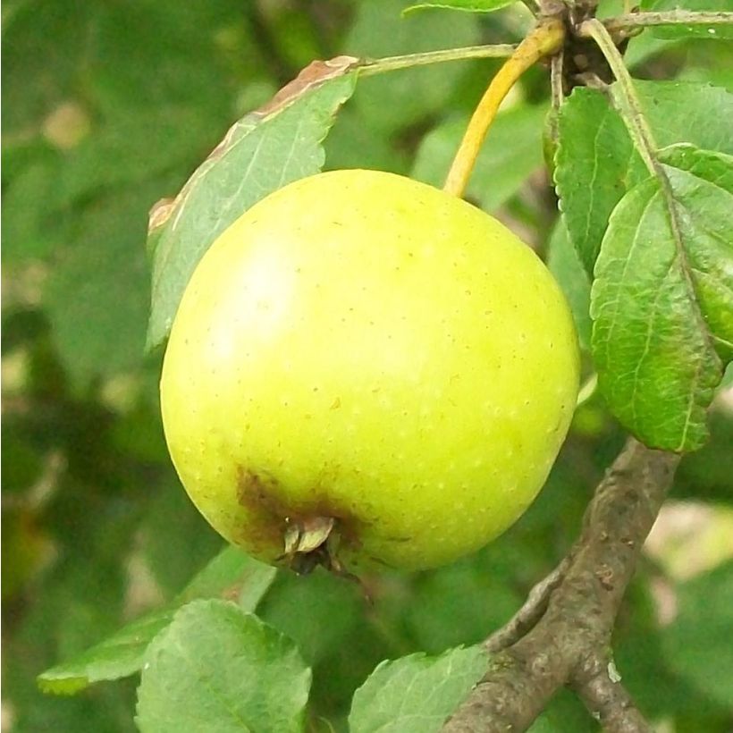 Malus sylvestris - Pommier sauvage (Récolte)