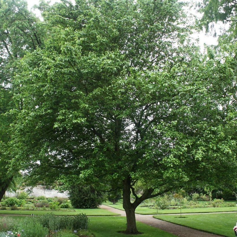 Malus sylvestris - Pommier sauvage (Port)