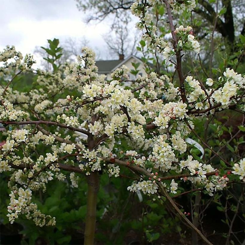 Pommier d'ornement - Malus toringo Tina (Floraison)