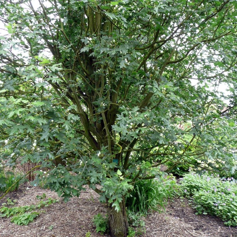 Pommier trilobé - Malus trilobata (Port)