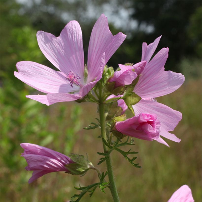 Mauve musquée - Malva moschata Rosea (Floraison)