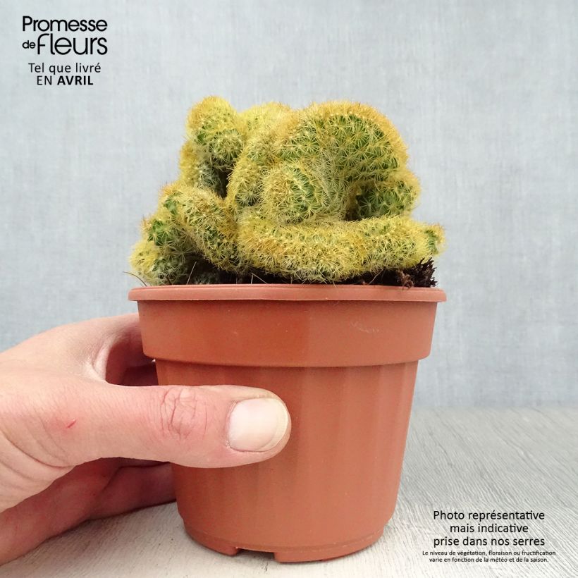 Spécimen de Mammillaria elongata Cristata Pot de 13 cm tel que livré au printemps