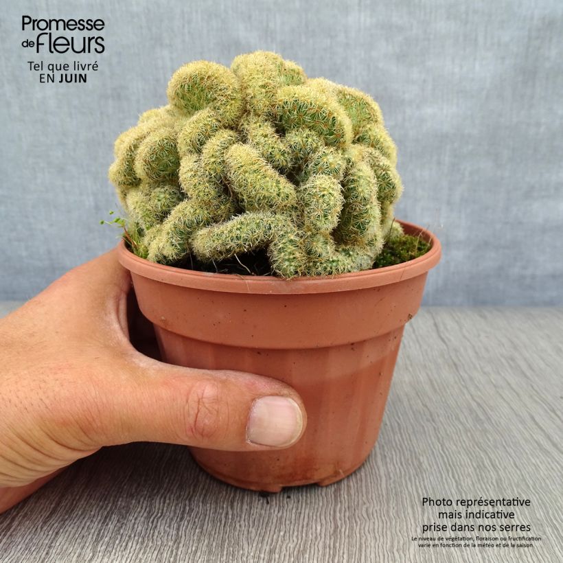 Spécimen de Mammillaria elongata Cristata Pot de 12 cm / 13 cm tel que livré en été