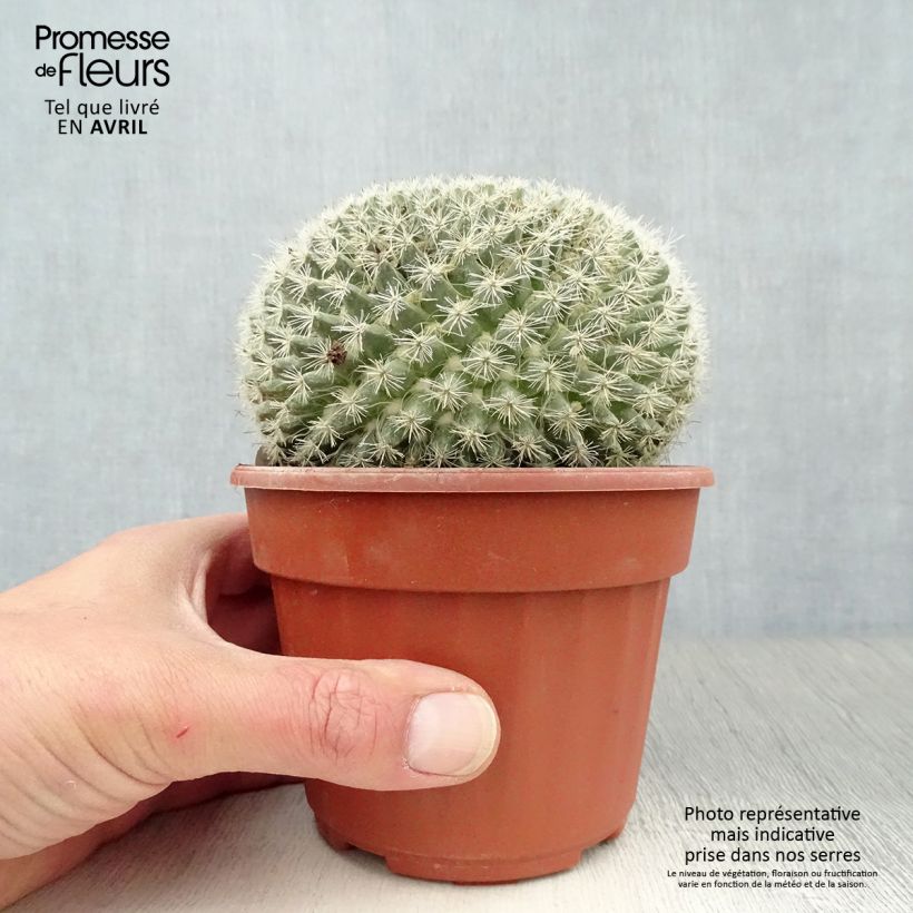 Spécimen de Mammillaria perbella  Pot de 13 cm tel que livré au printemps