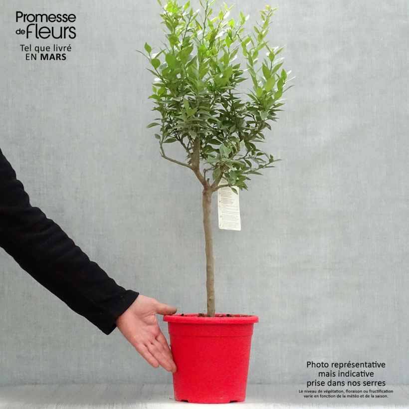 Spécimen de Mandarinier Chinois - Citrus myrtifolia Pot de 4L/5L tel que livré au printemps