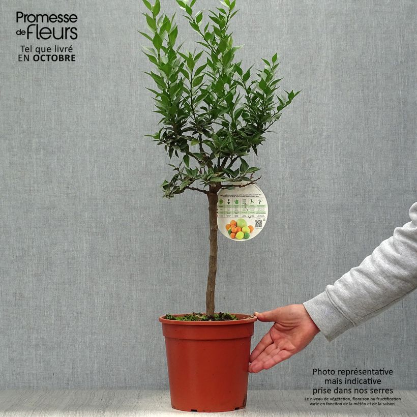 Spécimen de Mandarinier Chinois - Citrus myrtifolia tel que livré en automne