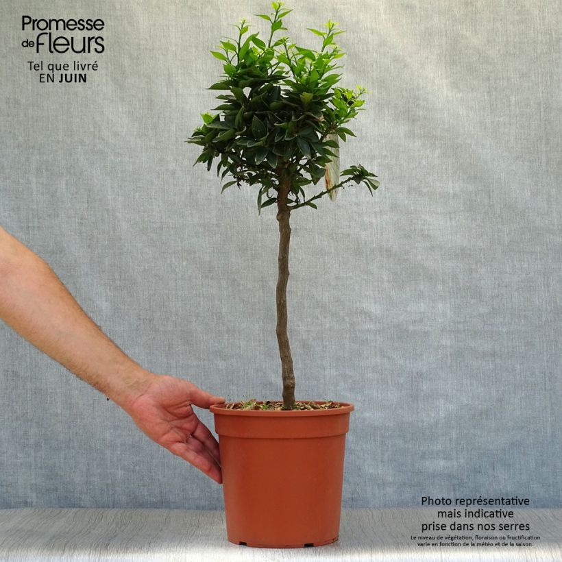 Spécimen de Mandarinier Chinois - Citrus myrtifolia Pot de 4L/5L, 1/4 de tige tel que livré en été