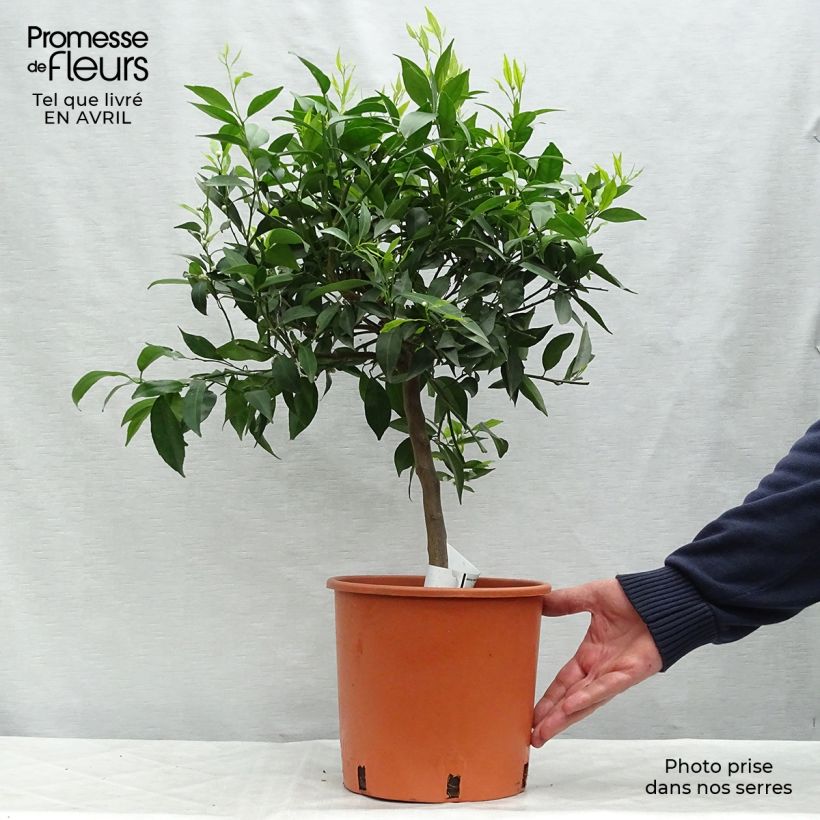 Spécimen de Mandarinier - Citrus deliciosa - Agrumes Pot de 4L/5L tel que livré au printemps