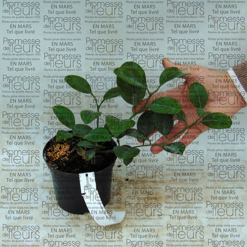 Exemple de spécimen de Mandarinier - Citrus reticulata Keraji en pot de 1,3L tel que livré