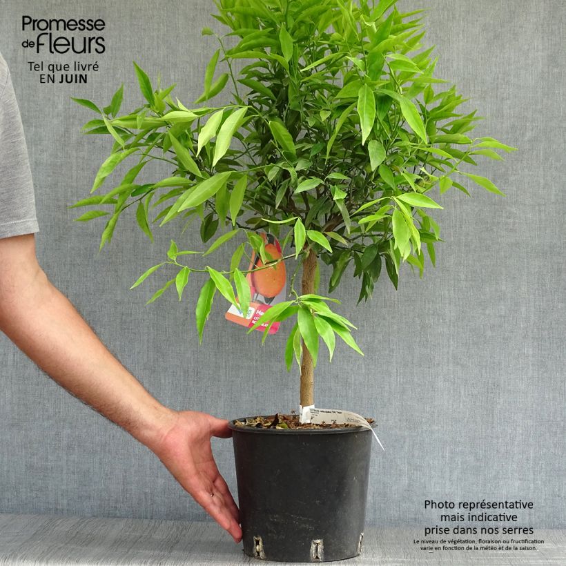 Spécimen de Mandarinier - Citrus reticulata Keraji Pot de 2L/3L, Buisson tel que livré en été