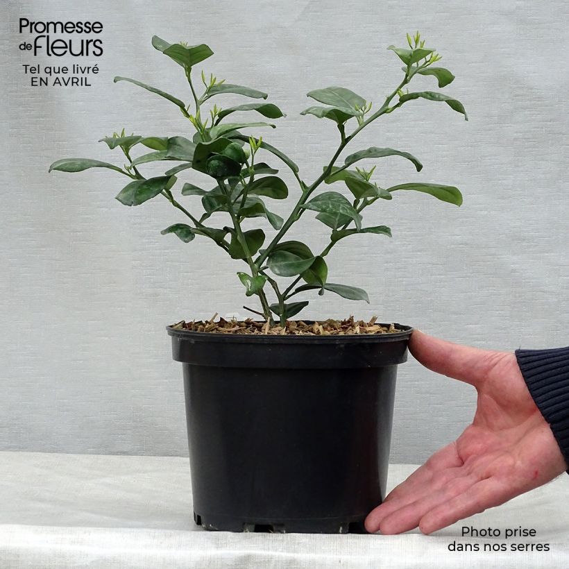 Spécimen de Mandarinier - Citrus reticulata Keraji en pot de 3L tel que livré au printemps