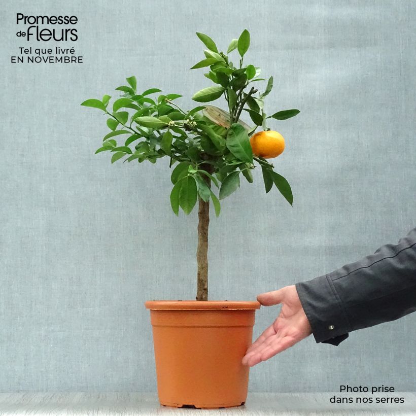 Spécimen de Mandarinier Satsuma - Citrus unshiu tel que livré en automne
