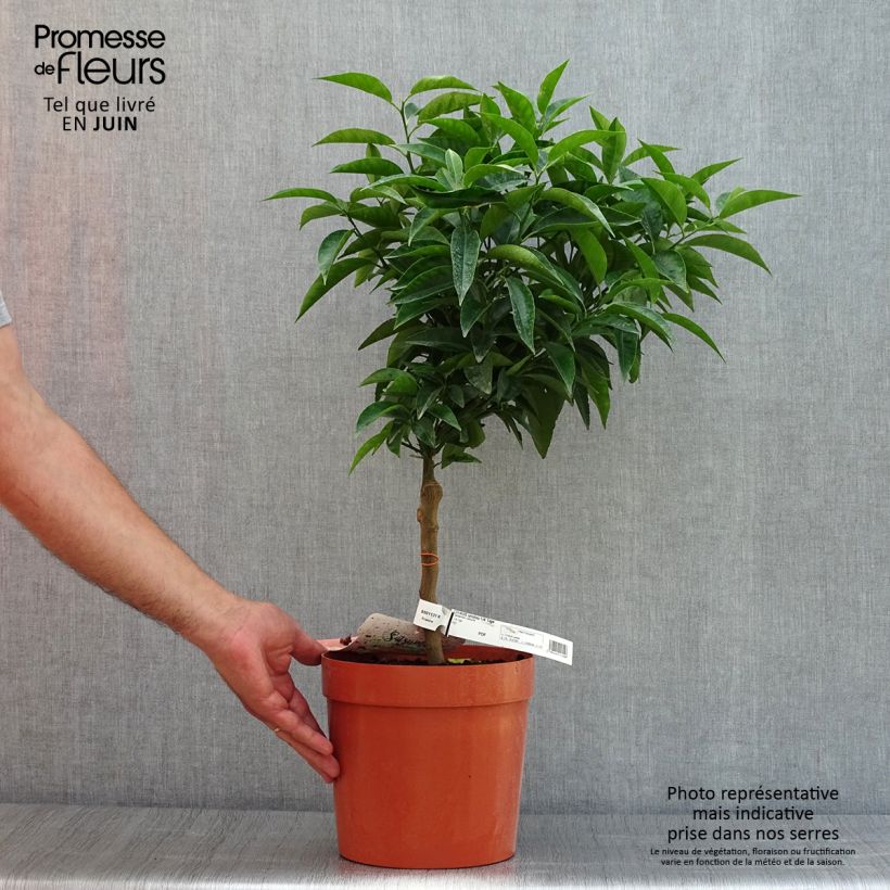 Spécimen de Mandarinier Satsuma - Citrus unshiu Pot de 4L/5L, 1/4 de tige tel que livré en été