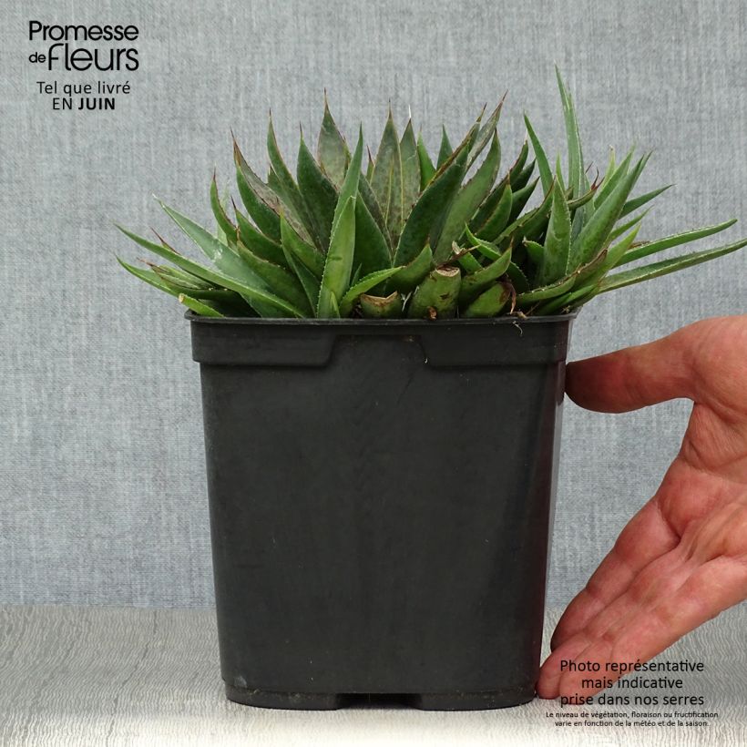 Spécimen de Mangave Bloodspot Pot de 3L/4L tel que livré en été