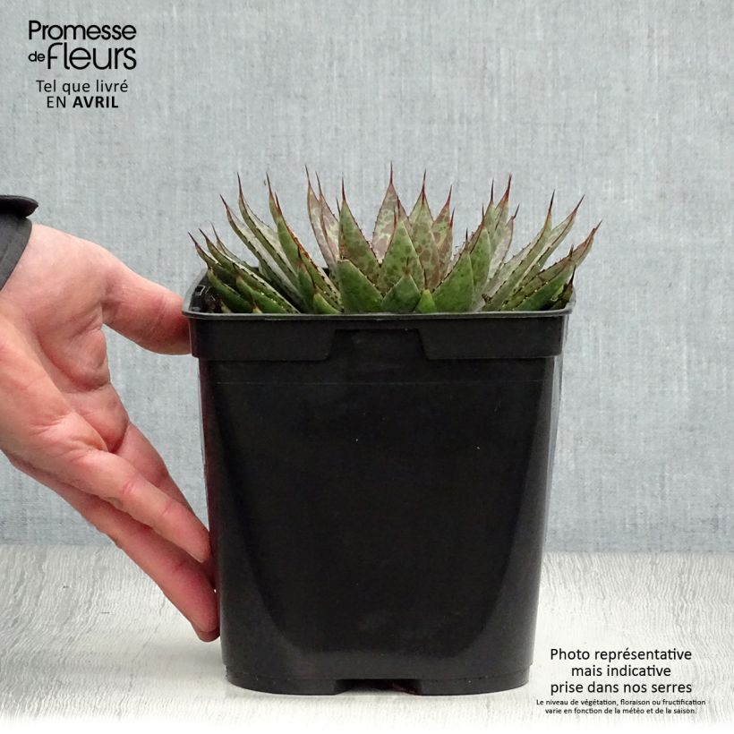 Spécimen de Mangave Bloodspot  Pot de 3L/4L tel que livré au printemps
