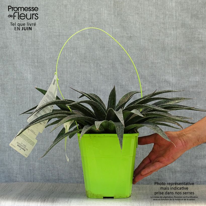 Spécimen de Mangave Mangavé Inkblot Pot de 3L/4L tel que livré en été