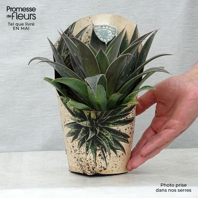 Spécimen de Mangave Mangavé Lavender Lady en pot de 1L/1,5L tel que livré au printemps