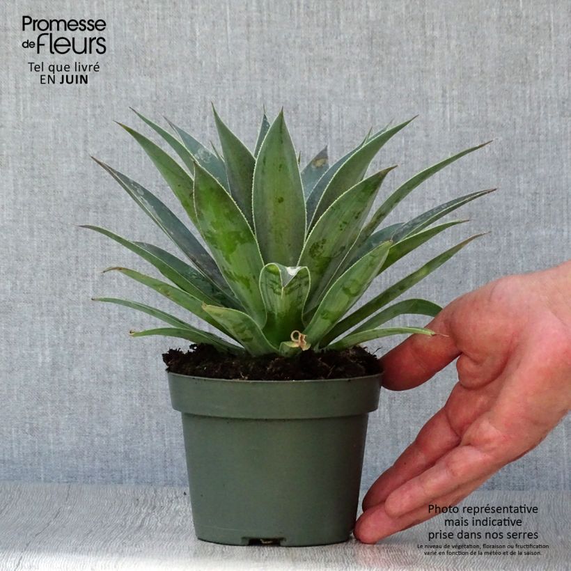 Spécimen de Mangave Mangavé Lavender Lady Pot de 1L/1,5L tel que livré en été