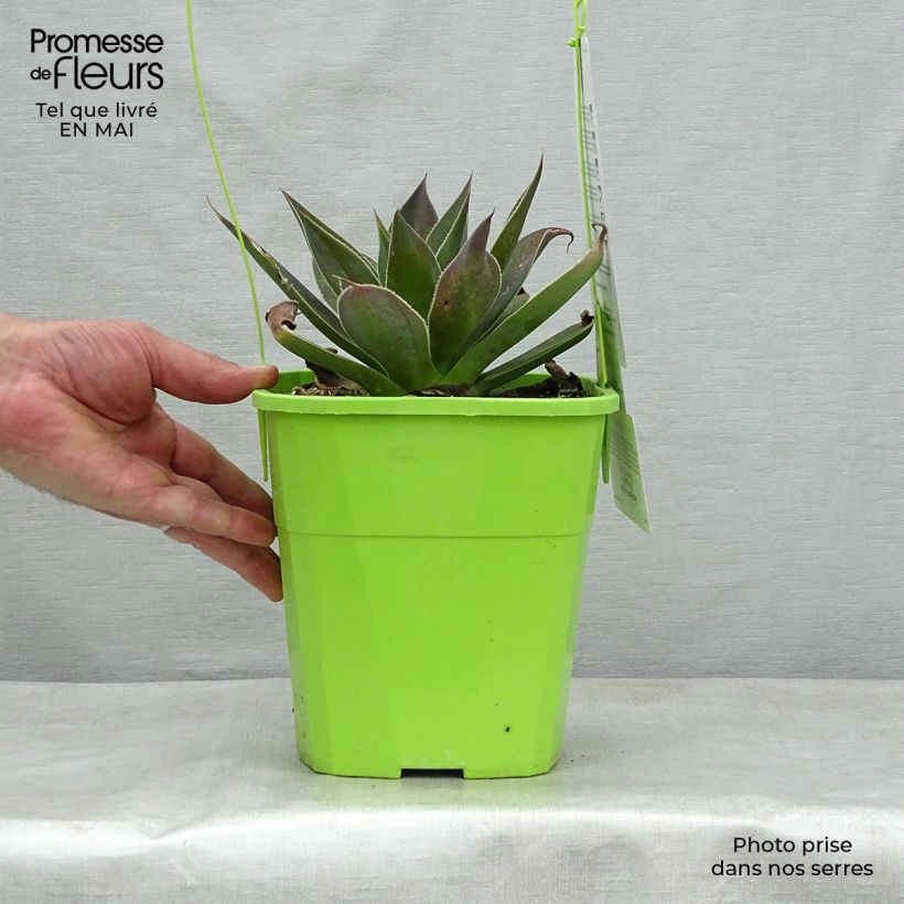 Spécimen de Mangave Mangavé Lavender Lady en pot de 3L/4L tel que livré au printemps