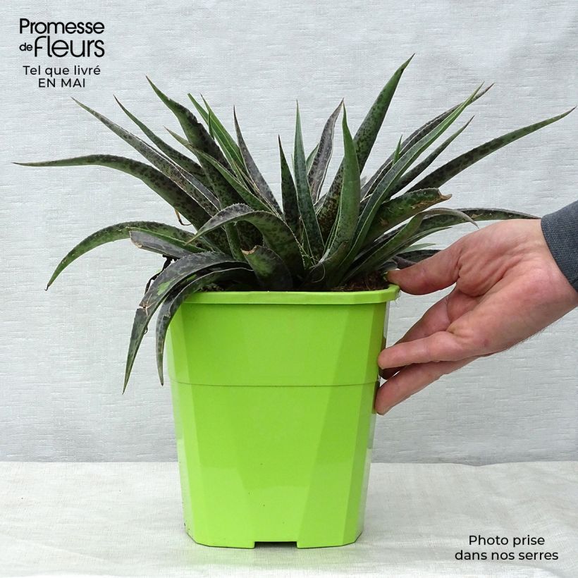 Spécimen de Mangave Mangavé Moonglow en pot de 3L/4L tel que livré au printemps